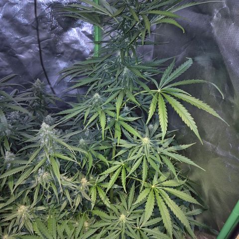 💚CHOCOLOPE 🍫 ☕️auto (56-63 BT) growlog timeline photo