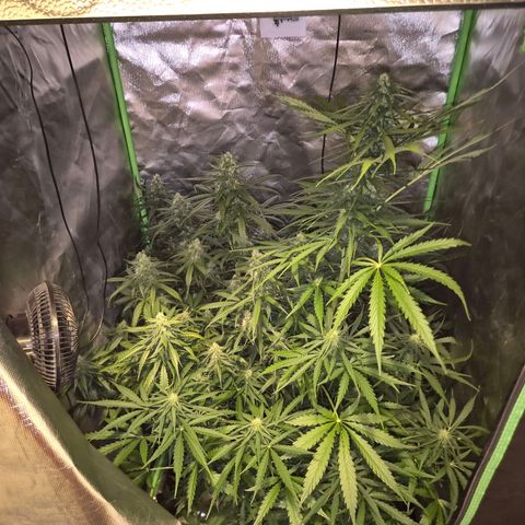 💚CHOCOLOPE 🍫 ☕️auto (56-63 BT) growlog timeline photo