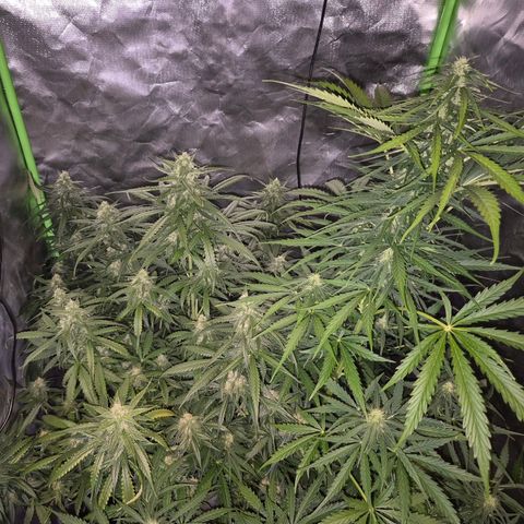 💚CHOCOLOPE 🍫 ☕️auto (56-63 BT) growlog timeline photo