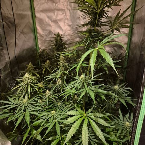 💚CHOCOLOPE 🍫 ☕️auto (56-63 BT) growlog timeline photo