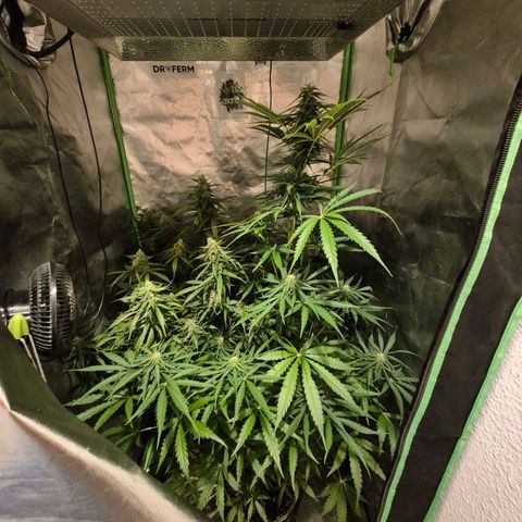 💚CHOCOLOPE 🍫 ☕️auto (56-63 BT) growlog timeline photo