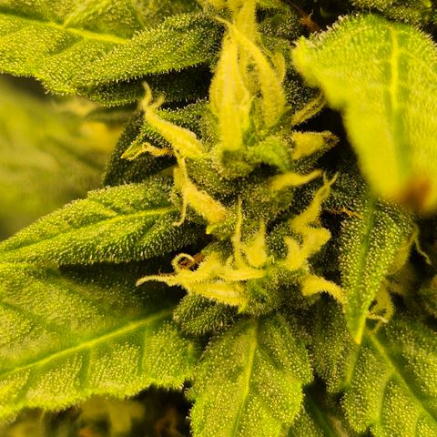 LSD auto (63-70 Tage ab Keimung) growlog timeline photo