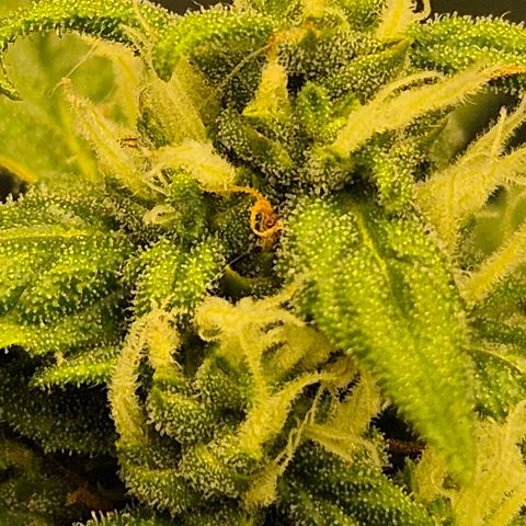 LSD auto (63-70 Tage ab Keimung) growlog timeline photo