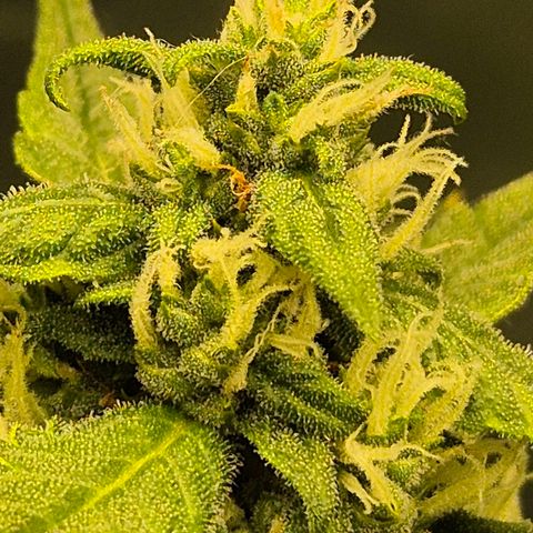LSD auto (63-70 Tage ab Keimung) growlog timeline photo