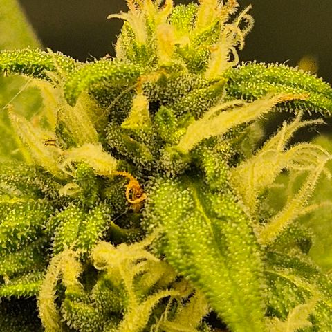 LSD auto (63-70 Tage ab Keimung) growlog timeline photo