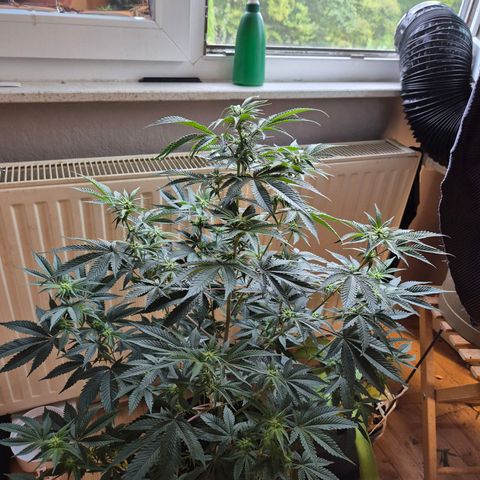 Mimosa evo stecki  🍊🍋🍍 (65-70bt) growlog timeline photo