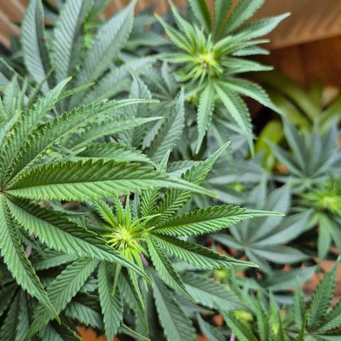 Mimosa evo stecki  🍊🍋🍍 (65-70bt) growlog timeline photo