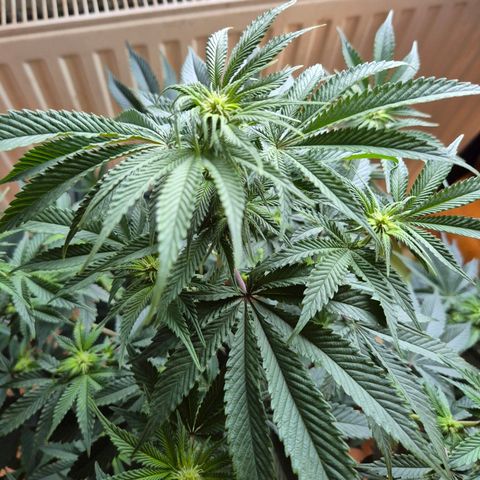 Mimosa evo stecki  🍊🍋🍍 (65-70bt) growlog timeline photo