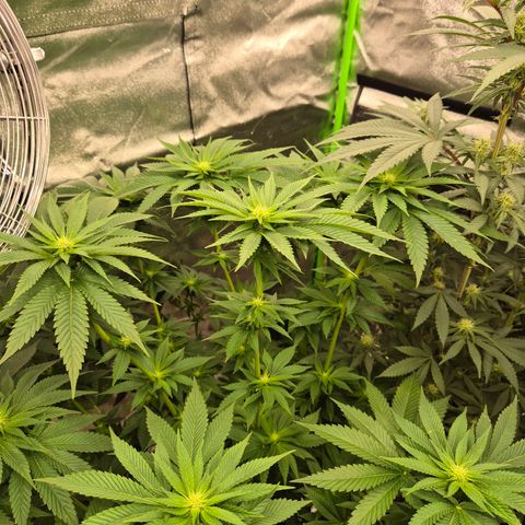 Tangerine dream 🌴 (60-65bt)  growlog timeline photo