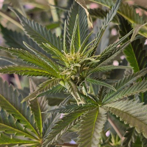 Tangerine dream 🌴 (60-65bt)  growlog timeline photo