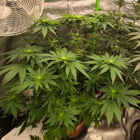 Tangerine dream 🌴 (60-65bt)  growlog timeline photo