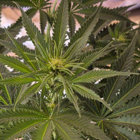 Tangerine dream 🌴 (60-65bt)  growlog timeline photo