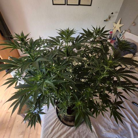 Tangerine dream 🌴 (60-65bt)  growlog timeline photo