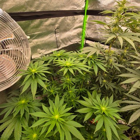 Tangerine dream 🌴 (60-65bt)  growlog timeline photo