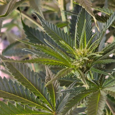 Tangerine dream 🌴 (60-65bt)  growlog timeline photo