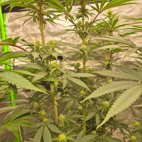 ICE 💚🧊 (63-70bt) growlog timeline photo