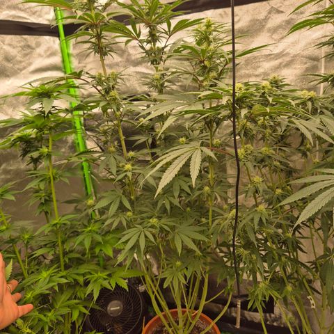 ICE 💚🧊 (63-70bt) growlog timeline photo