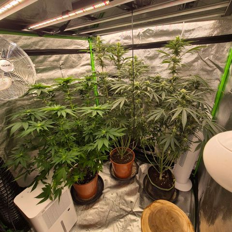 ICE 💚🧊 (63-70bt) growlog timeline photo