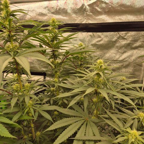 ICE 💚🧊 (63-70bt) growlog timeline photo