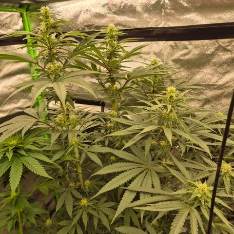 ICE 💚🧊 (63-70bt) growlog timeline photo