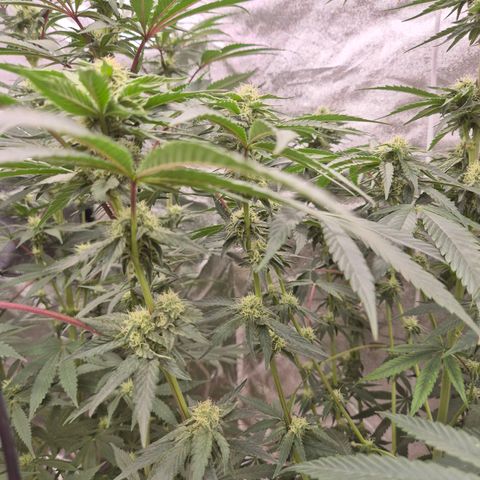 ICE 💚🧊 (63-70bt) growlog timeline photo