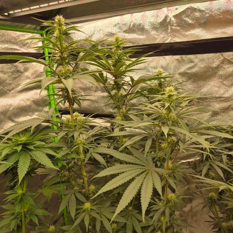 ICE 💚🧊 (63-70bt) growlog timeline photo
