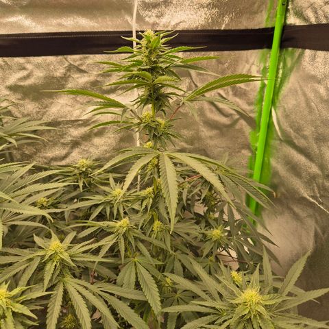 Ice cream cake 🍰 & permanent marker🖊(65-73bt) growlog timeline photo