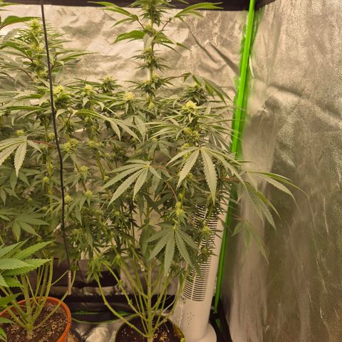 Ice cream cake 🍰 & permanent marker🖊(65-73bt) growlog timeline photo