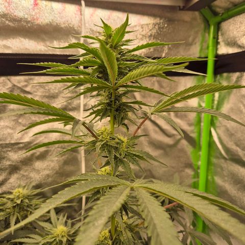 Ice cream cake 🍰 & permanent marker🖊(65-73bt) growlog timeline photo