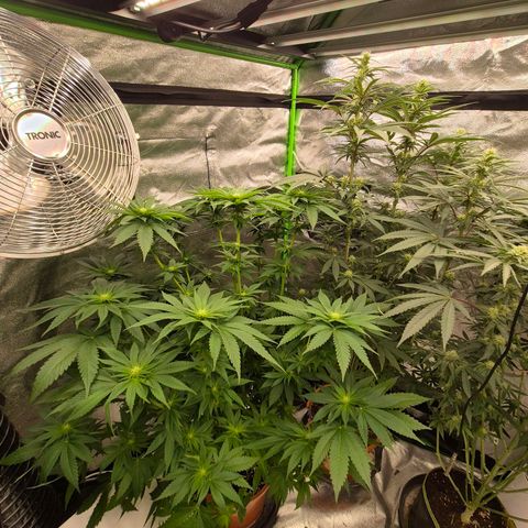 💚Bubba kush 🦝 (56-63 BT) growlog timeline photo