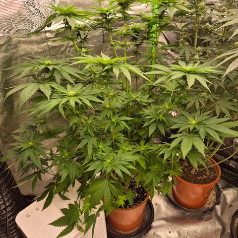 💚Bubba kush 🦝 (56-63 BT) growlog timeline photo