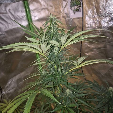💚CHOCOLOPE 🍫 ☕️auto (56-63 BT) growlog timeline photo