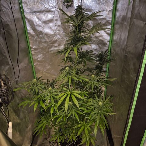 💚CHOCOLOPE 🍫 ☕️auto (56-63 BT) growlog timeline photo