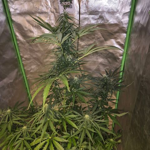 💚CHOCOLOPE 🍫 ☕️auto (56-63 BT) growlog timeline photo