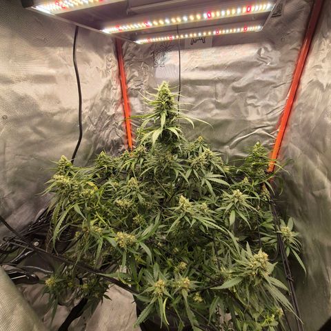 LSD auto (63-70 Tage ab Keimung) growlog timeline photo