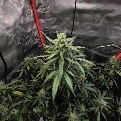 LSD auto (63-70 Tage ab Keimung) growlog timeline photo
