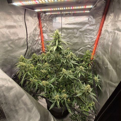 LSD auto (63-70 Tage ab Keimung) growlog timeline photo