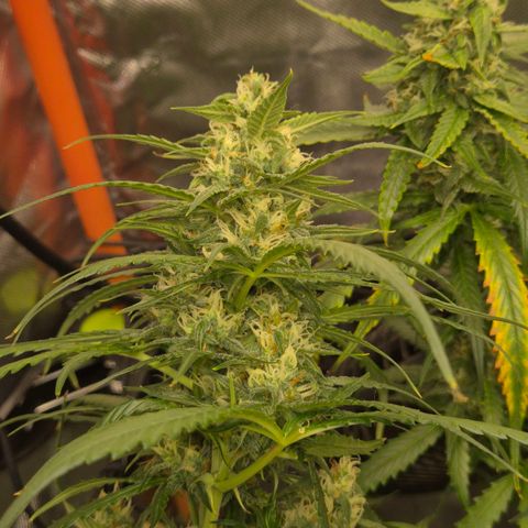 LSD auto (63-70 Tage ab Keimung) growlog timeline photo