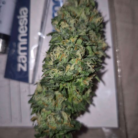 LSD auto (63-70 Tage ab Keimung) growlog timeline photo