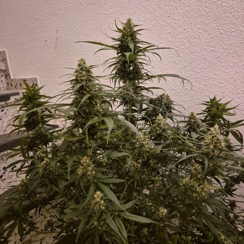 LSD auto (63-70 Tage ab Keimung) growlog timeline photo