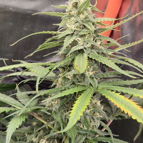 LSD auto (63-70 Tage ab Keimung) growlog timeline photo