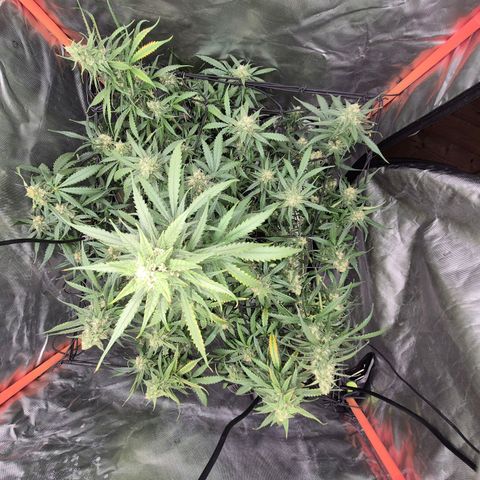 LSD auto (63-70 Tage ab Keimung) growlog timeline photo
