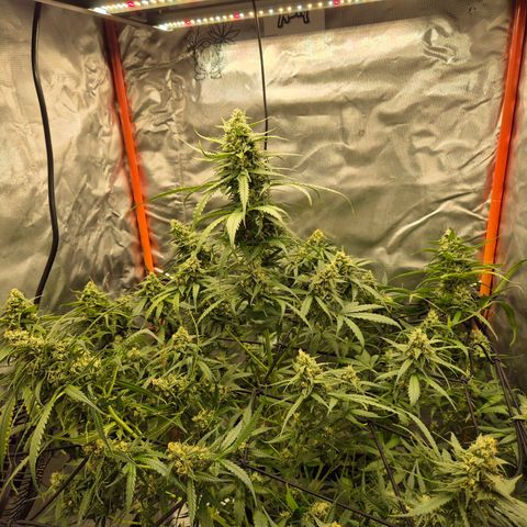 LSD auto (63-70 Tage ab Keimung) growlog timeline photo