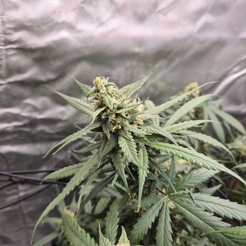 LSD auto (63-70 Tage ab Keimung) growlog timeline photo