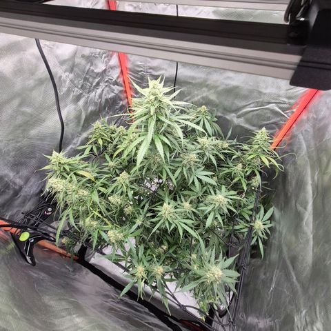 LSD auto (63-70 Tage ab Keimung) growlog timeline photo