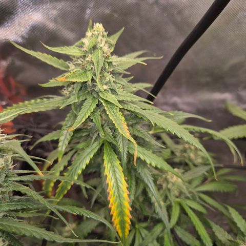 LSD auto (63-70 Tage ab Keimung) growlog timeline photo
