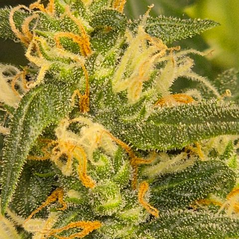 LSD auto (63-70 Tage ab Keimung) growlog timeline photo