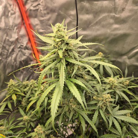 LSD auto (63-70 Tage ab Keimung) growlog timeline photo