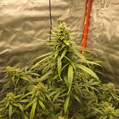 LSD auto (63-70 Tage ab Keimung) growlog timeline photo