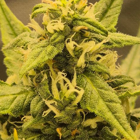 LSD auto (63-70 Tage ab Keimung) growlog timeline photo